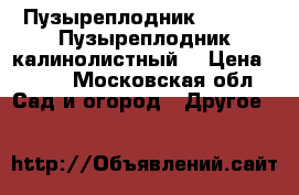 Пузыреплодник “Luteus“ Пузыреплодник калинолистный  › Цена ­ 150 - Московская обл. Сад и огород » Другое   